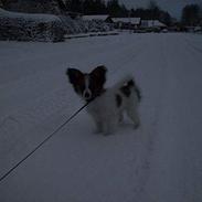 Papillon Tikki