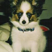 Papillon Tikki
