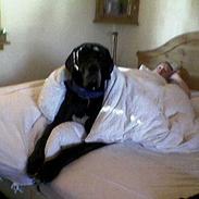 Grand danois Lundemarkgårdens Kwondo