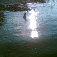 Grand danois Lundemarkgårdens Kwondo