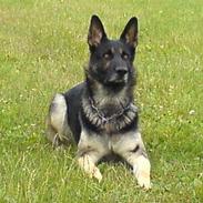 Schæferhund Carlo