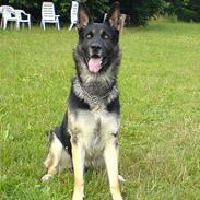 Schæferhund Carlo