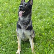 Schæferhund Carlo