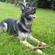 Schæferhund Carlo