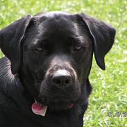 Labrador retriever Freja