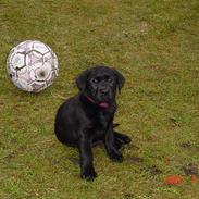 Labrador retriever Freja