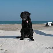 Labrador retriever Freja