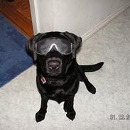 Labrador retriever Freja