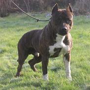 Amerikansk staffordshire terrier Chesty