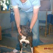 Amerikansk staffordshire terrier Chesty