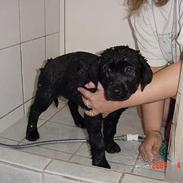 Labrador retriever Freja