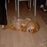 Pomeranian Laban ( Død 08/04-08 )