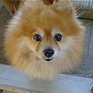 Pomeranian Laban ( Død 08/04-08 )