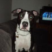 Amerikansk staffordshire terrier Mason R.I.P.