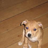 Blanding af racer Bosco