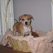 Blanding af racer Bosco