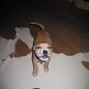 Blanding af racer Bosco