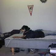 Blanding af racer basse  R.I.P