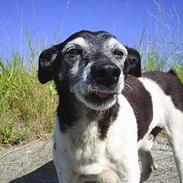 Dansk svensk gaardhund Fido