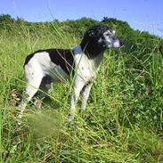 Dansk svensk gaardhund Fido