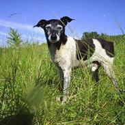 Dansk svensk gaardhund Fido