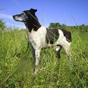 Dansk svensk gaardhund Fido