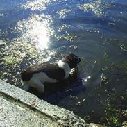 Dansk svensk gaardhund Fido