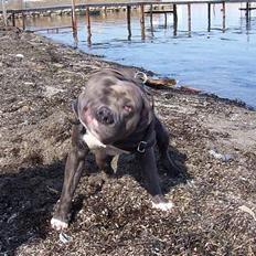 Amerikansk staffordshire terrier Devils Blue Rock (tyson)