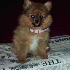 Pomeranian Tilde