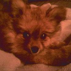 Pomeranian Tilde