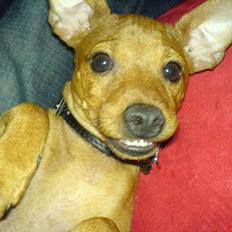 Dvaergpinscher Sylvester