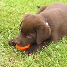 Labrador retriever Bjørn
