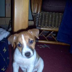 Jack russell terrier Buller