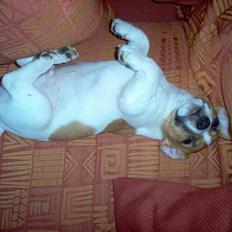 Jack russell terrier Buller