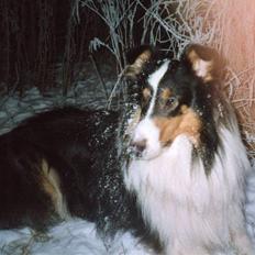 Collie langhåret * Jacki * 