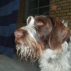 Ruhåret hønsehund Tass