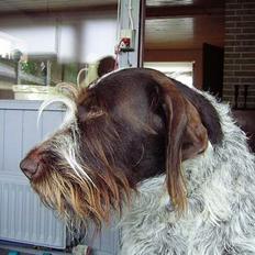 Ruhåret hønsehund Tass