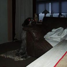 Ruhåret hønsehund Tass