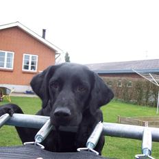 Labrador retriever Bella