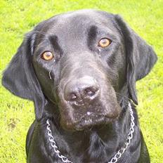 Labrador retriever Bella