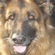 Schæferhund Sally # R.I.P #