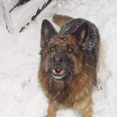 Schæferhund Sally # R.I.P #