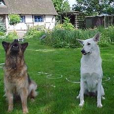 Schæferhund Sally # R.I.P #