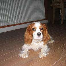 Cavalier king charles spaniel Havanna