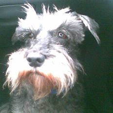 Dvaergschnauzer Chinon's Kiss N Tell 