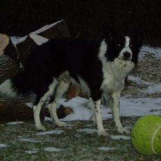 Border collie ...