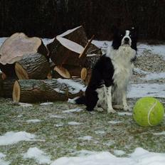 Border collie ...