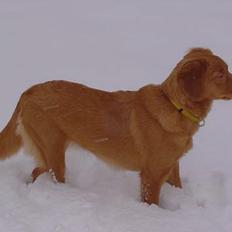 Nova scotia duck tolling retriever Bol Tol Jezebel