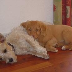 Nova scotia duck tolling retriever Bol Tol Jezebel