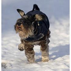 Dvaergschnauzer Sisse RIP-17.09.2010